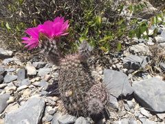 Echinocereus armatus