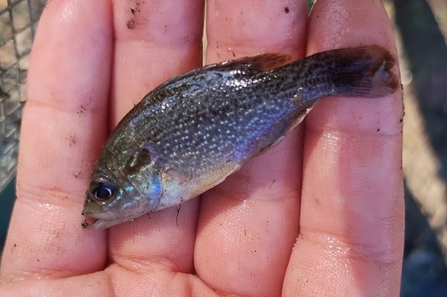 Green Sunfish