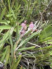 Andromeda polifolia, photograph (c) Matt Berger, some rights reserved (CC BY)