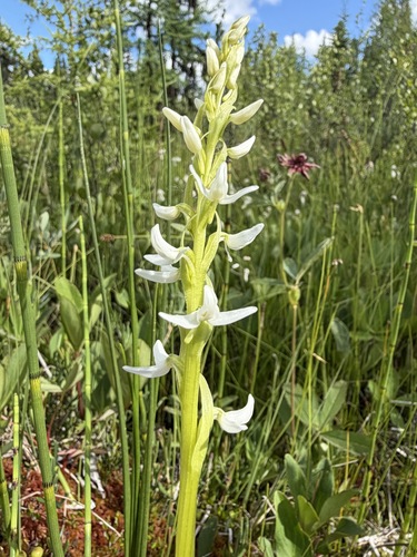 Platanthera dilatata, photograph 2