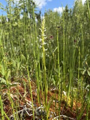 Platanthera dilatata