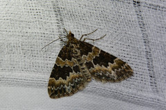 Electrophaes corylata