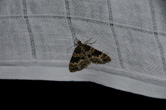 Electrophaes corylata