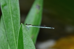 Agriocnemis pieris