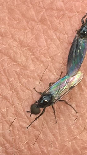 Fever Fly