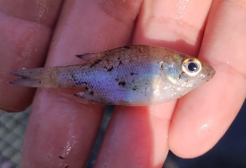 Bluegill