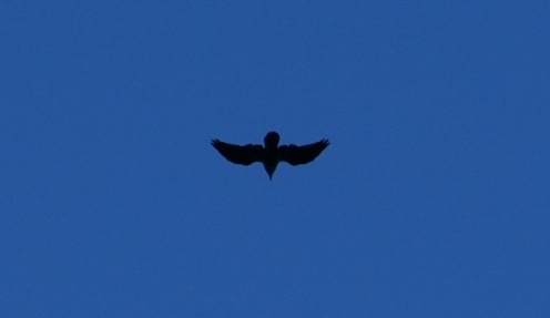 Common Raven