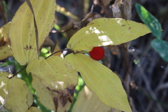 Prosartes trachycarpa, photograph (c) Rowan Fehr, some rights reserved (CC BY)