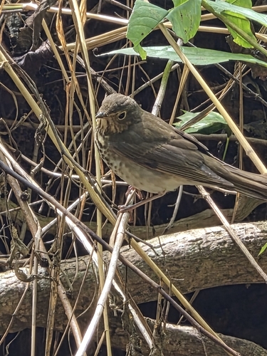 Swainson's Thrush