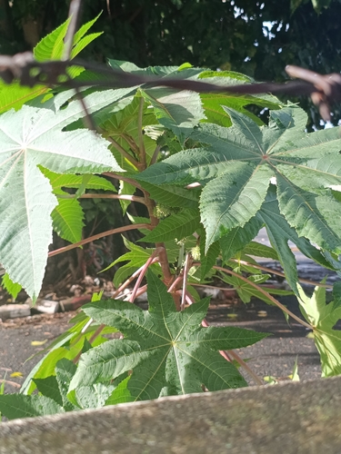 castor bean