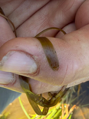 Potamogeton obtusifolius, photograph (c) Dustin Snider, some rights reserved (CC BY)