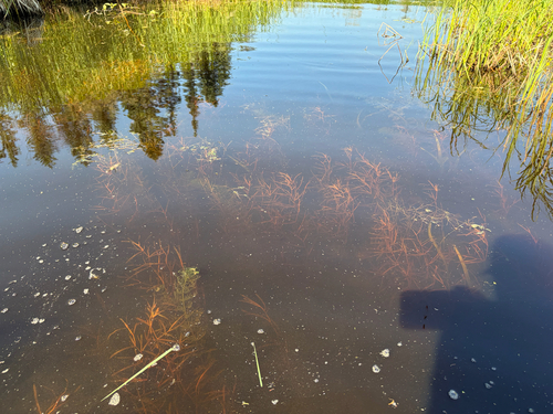 Blunt-leaved pondweed (Potamogeton obtusifolius)