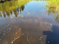 Potamogeton obtusifolius