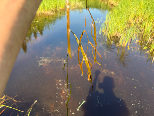 Potamogeton obtusifolius, photograph 1