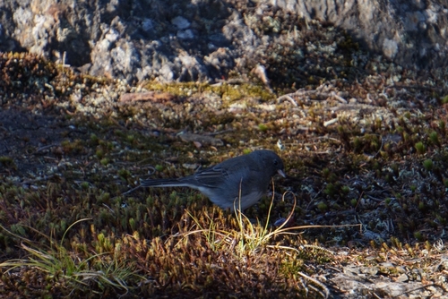 Dark-eyed Junco