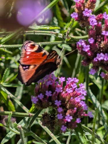 European Peacock Butterfly