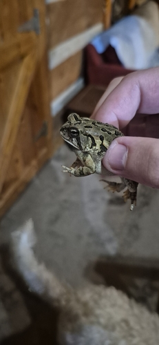 Fowler's Toad