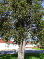 Melaleuca viminalis