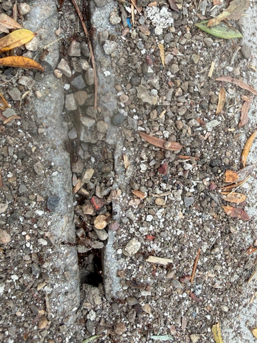 Red Imported Fire Ant