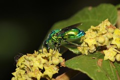 Stilbum
