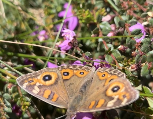 Meadow Argus