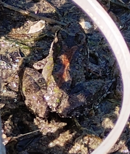 Blanchard's Cricket Frog