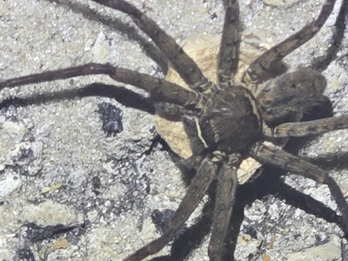 Pantropical Huntsman Spider