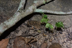 Sclerophrys pusilla