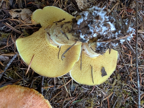 Western Painted Suillus