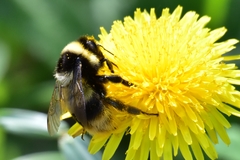 Bombus sichelii
