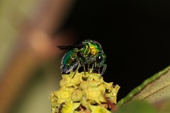 Stilbum
