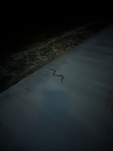 Eastern Copperhead