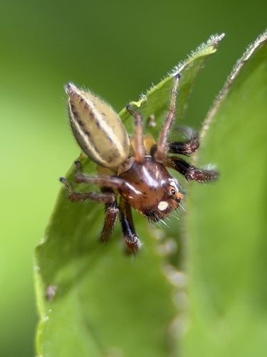 Sylvan Jumping Spider