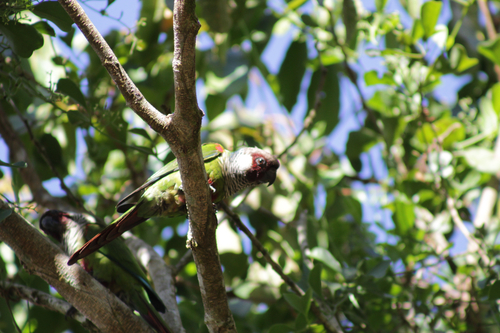 Gray-breasted Parakeet