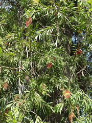 Melaleuca viminalis