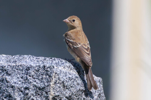 Passerina amoena observed 2026-09-12