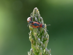 Crioceris quinquepunctata