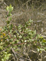 Grevillea mucronulata