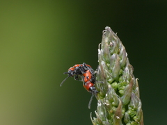 Crioceris quinquepunctata