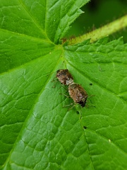 Cosmopepla intergressa