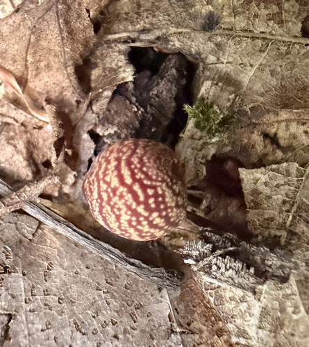 Banded Bullet Gall Wasp