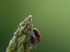 Crioceris quinquepunctata