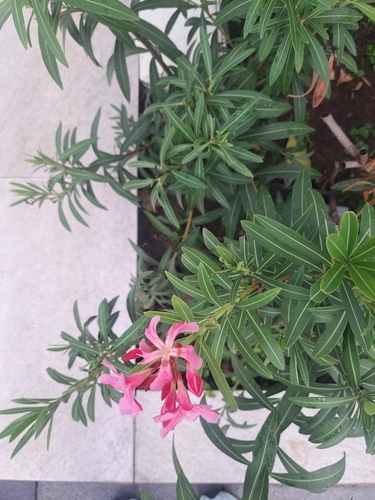 oleander