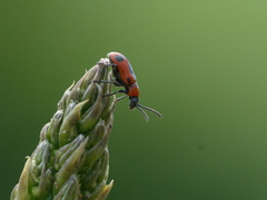 Crioceris quinquepunctata