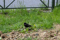 Sturnus vulgaris