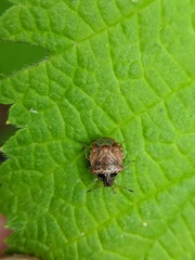 Cosmopepla intergressa