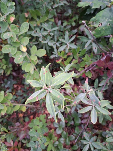Kalmia angustifolia, photograph 6