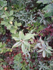 Kalmia angustifolia, photograph (c) Bob Schwartz, some rights reserved (CC BY)