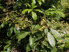 Pieris japonica