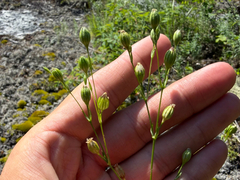 Silene antirrhina